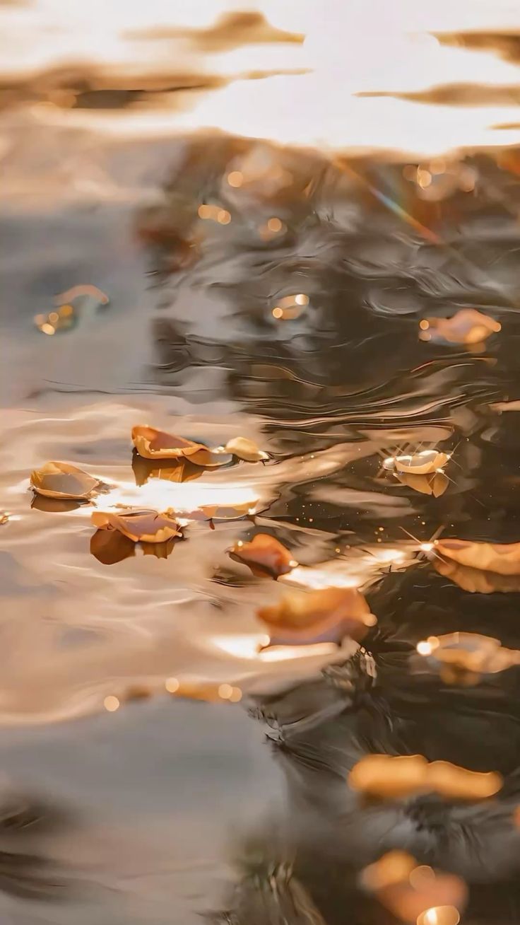 Pink petals floating on still water, suggesting the calm of a reconciled remittance